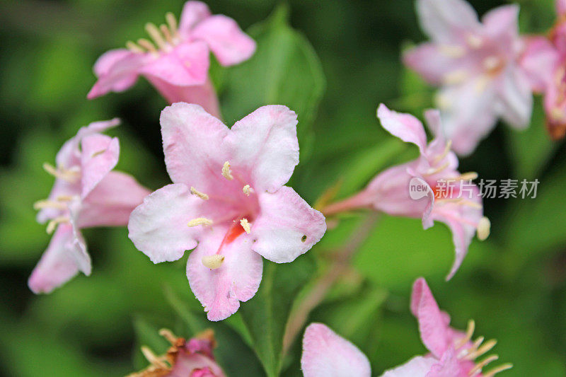 粉红色的花- Weigela